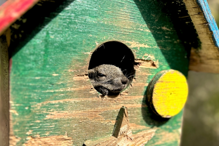 按照自己的节奏生活的样子很可爱的台湾松鼠