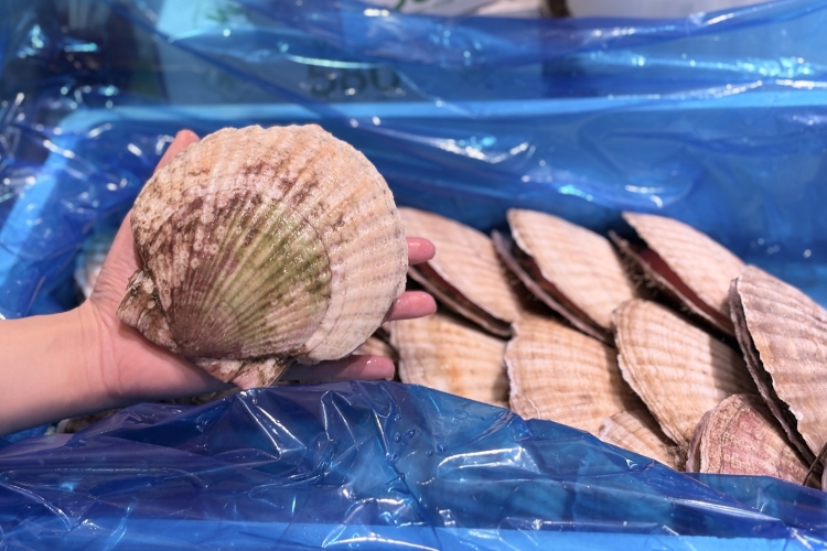 手掌般大的扇贝