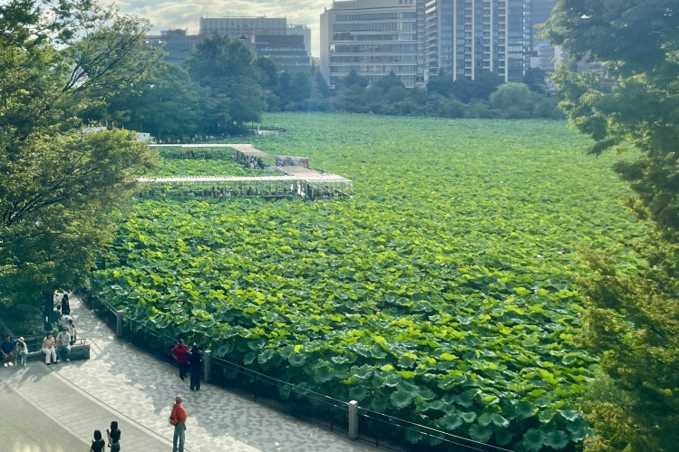 从3楼可以一览“不忍池”。每个季节都有不同的景观 (照片为夏季)